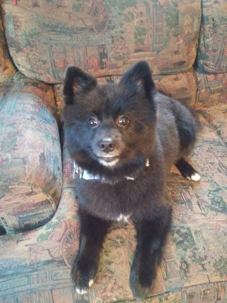 Pomeranian Being Cute