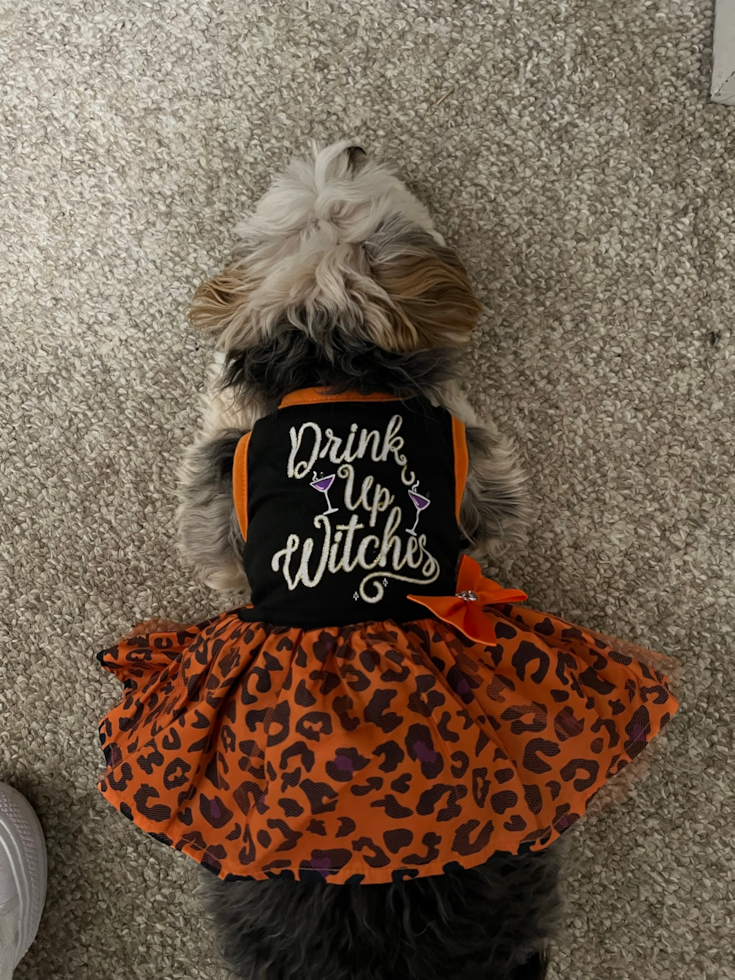Funny Morkie Designer Pup