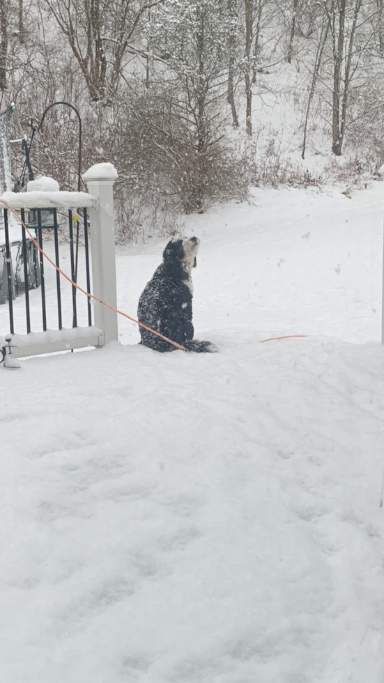 Energetic Mini Berniedoodle Poodle Mix Pup