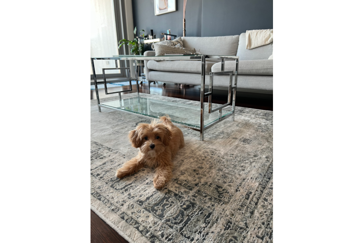 Popular Maltipoo Poodle Mix Pup