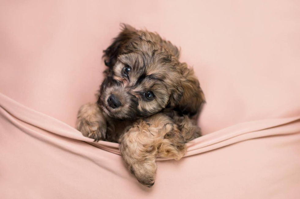 Hypoallergenic Cavoodle Poodle Mix Pup