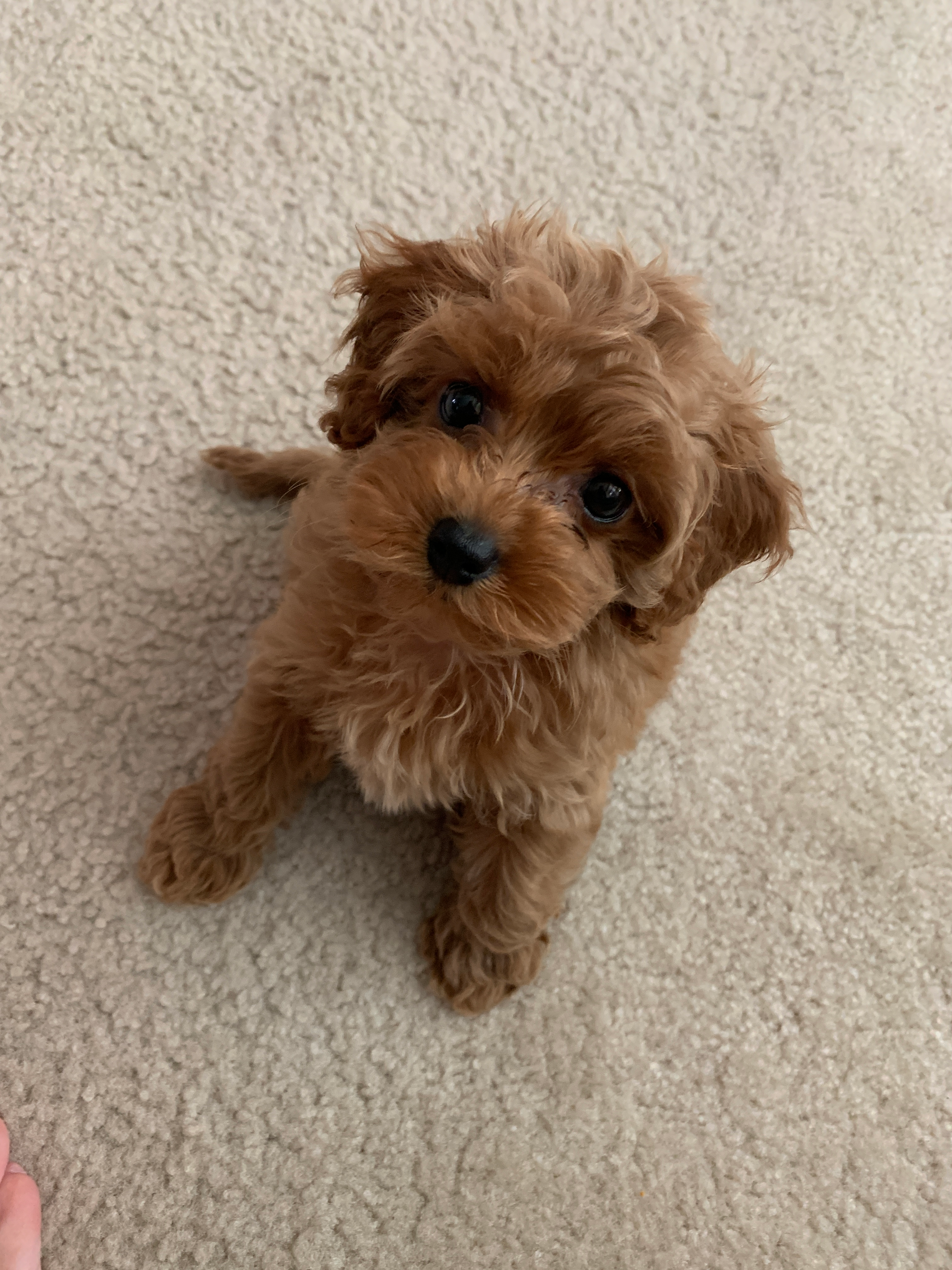Small Cockapoo Baby