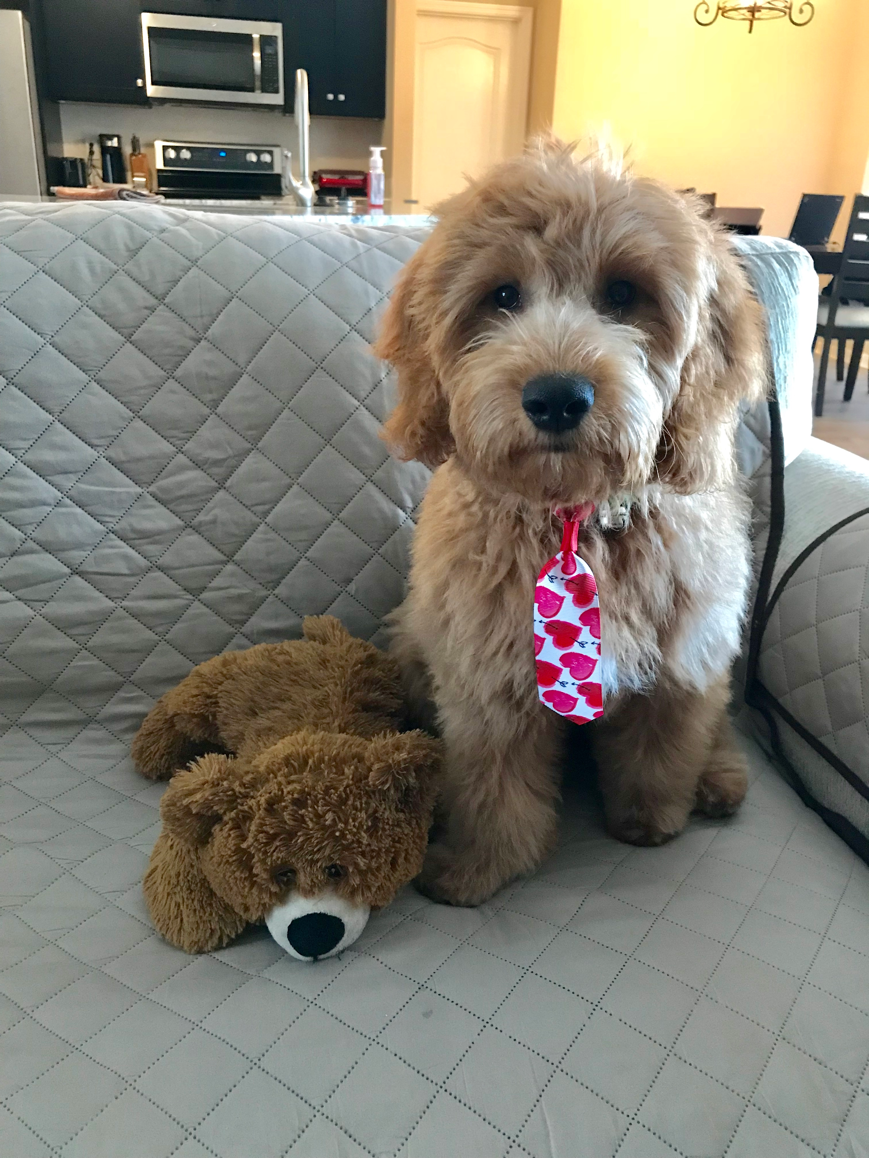 Mini Goldendoodle Pup Being Cute
