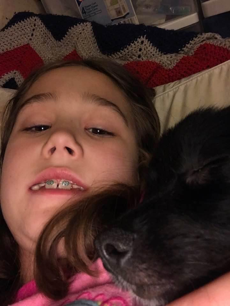 Fluffy Pomeranian Purebred Pup