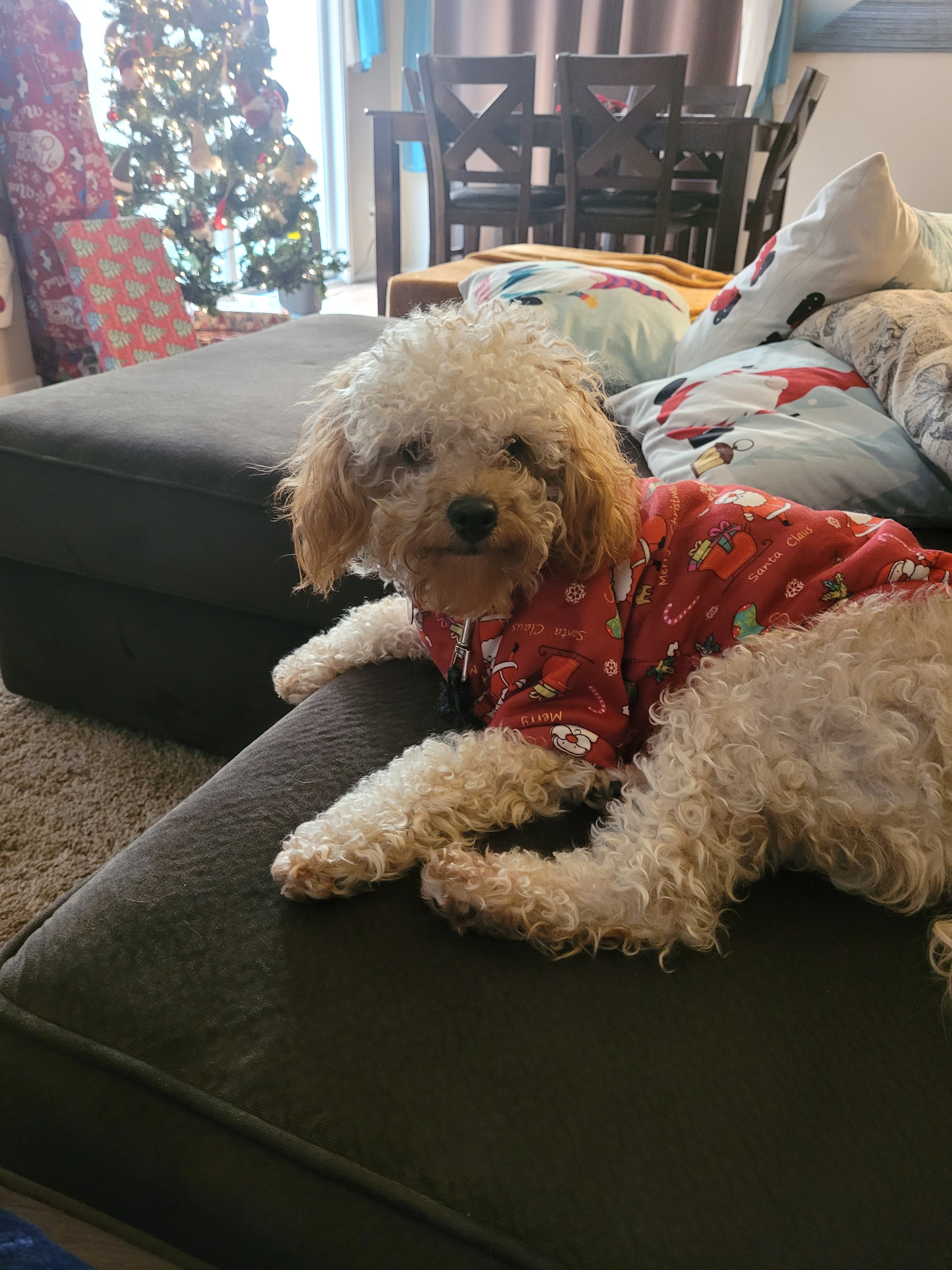 Fluffy Cavapoo Poodle Mix Pup