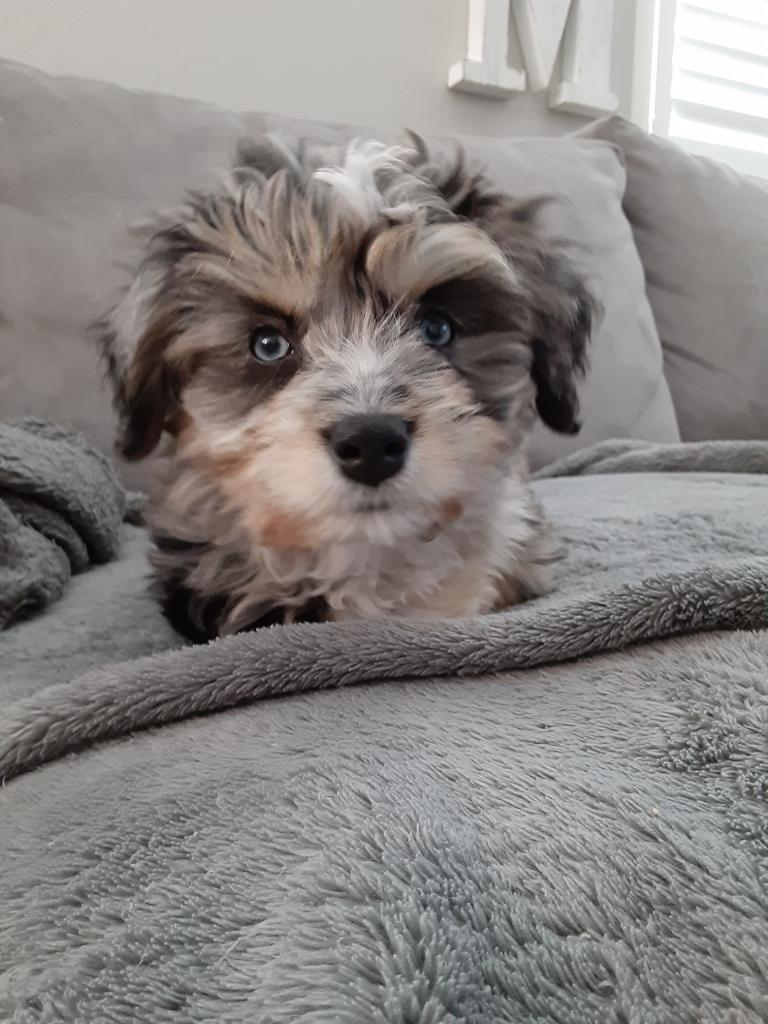 Energetic Australian Designer Puppy