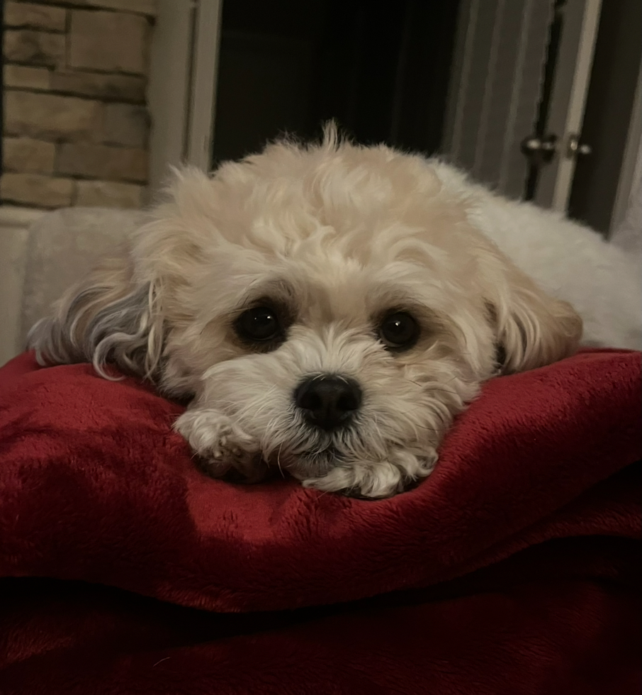 Sweet Teddy Bear Pup