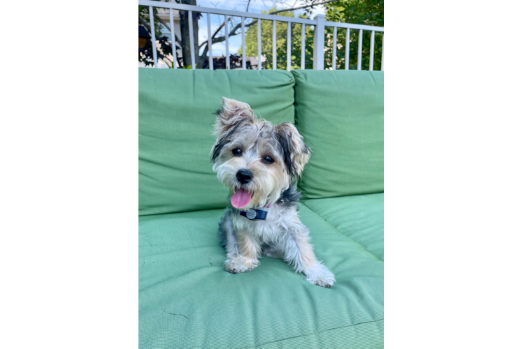 Cute Morkie Baby