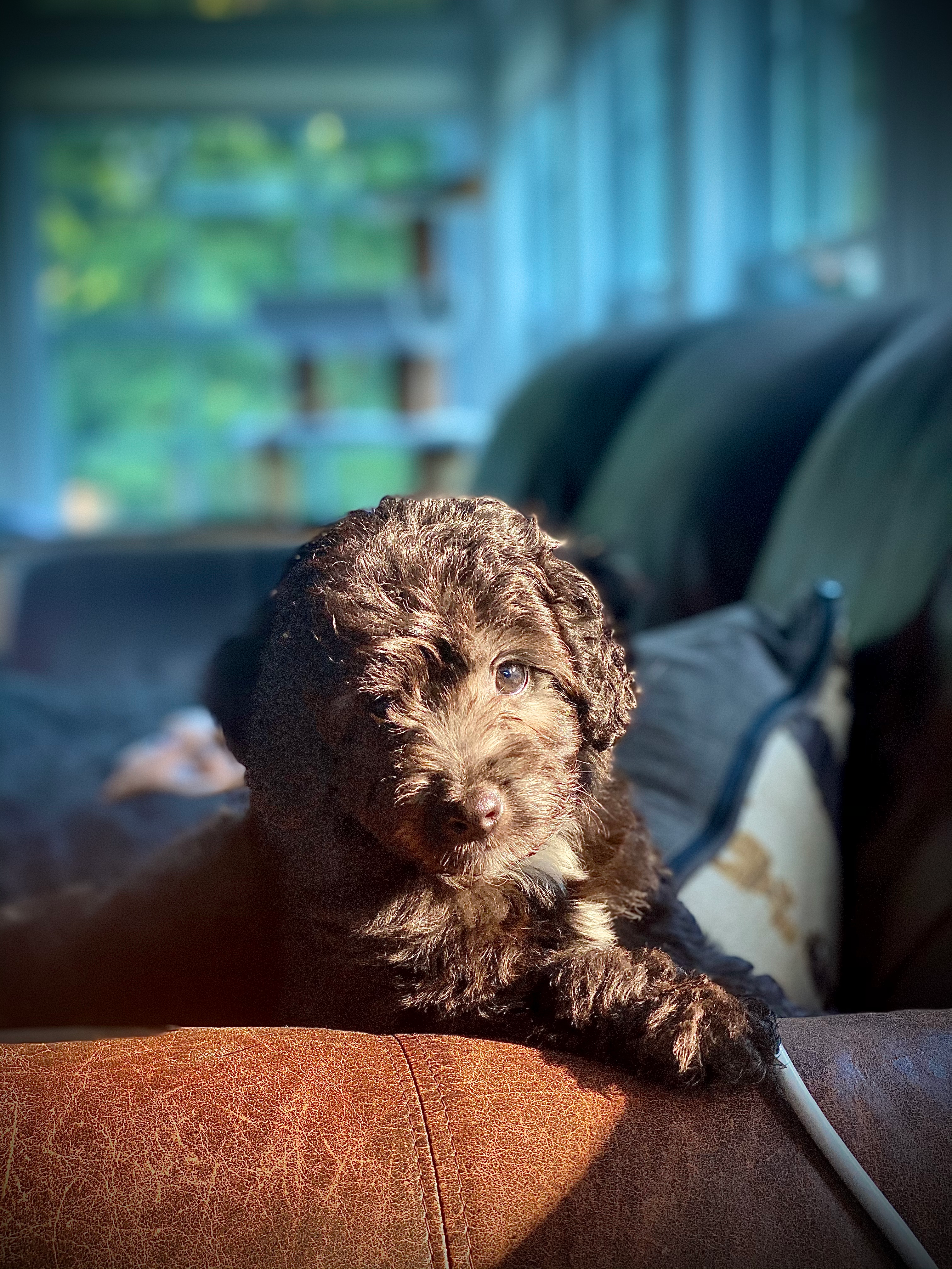 Mini Aussiedoodle Pup Being Cute