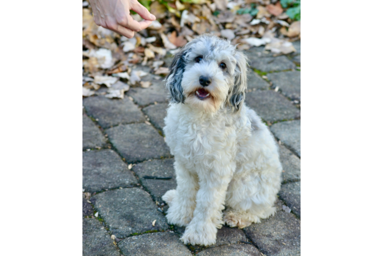 Funny Cockapoo Poodle Mix Pup