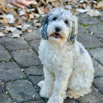 Adorable Cockerpoo Poodle Mix Pup