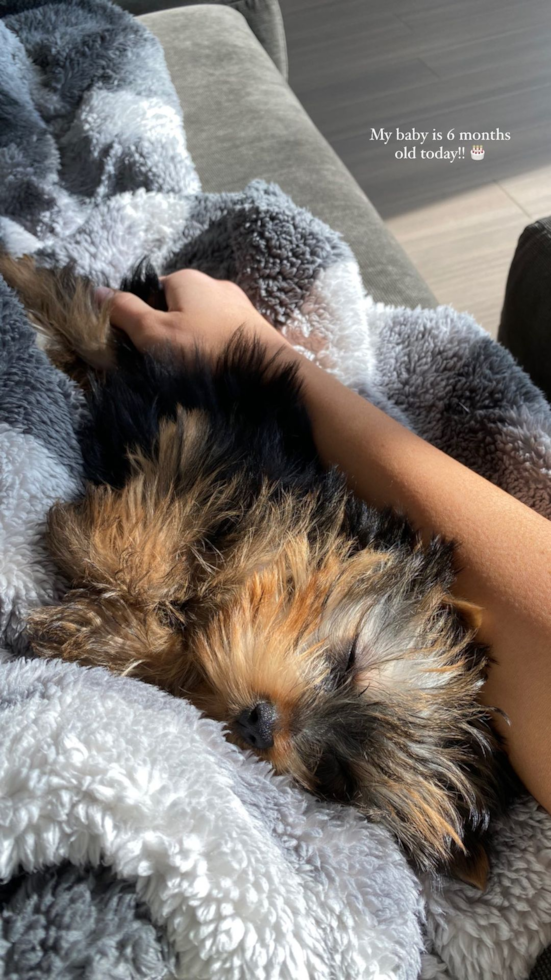 Funny Yorkshire Terrier Purebred Pup