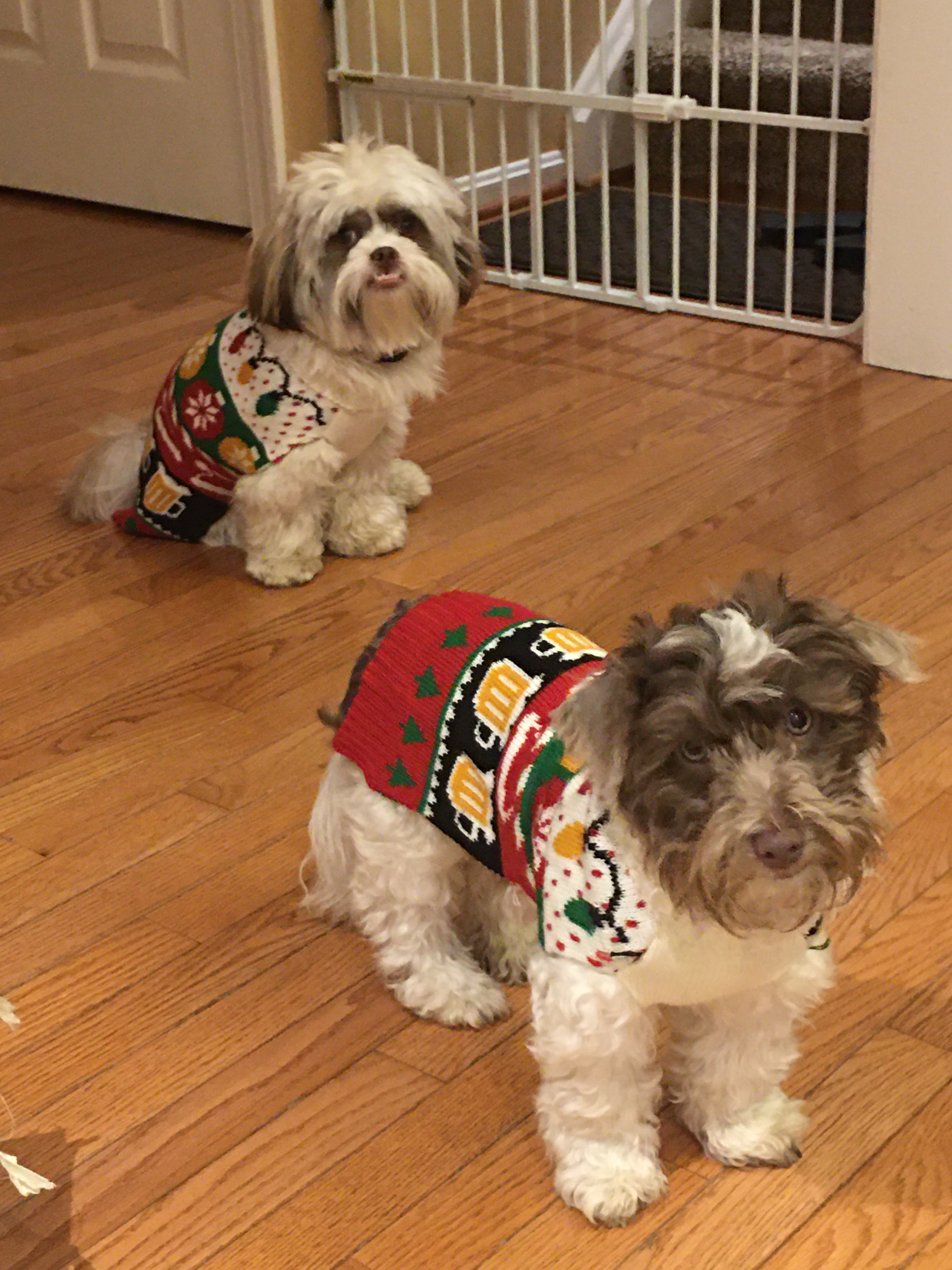 Havanese Puppy for Adoption