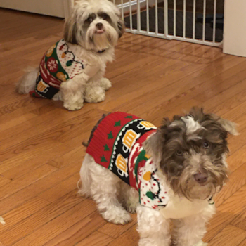 Hypoallergenic Havanese Pup