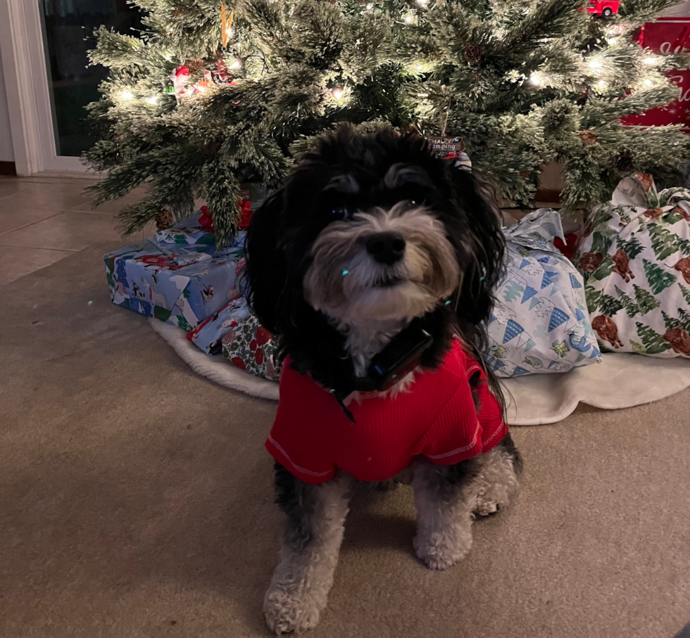 Sweet Aussiechon Pup