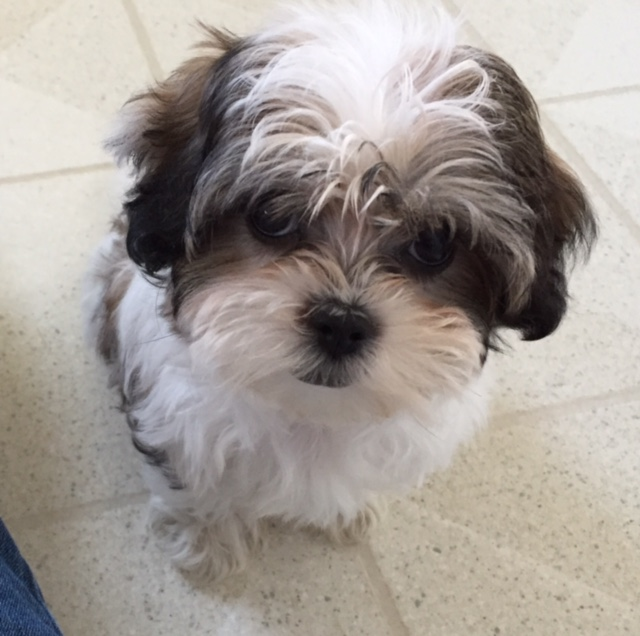 Teddy Bear Pup Being Cute