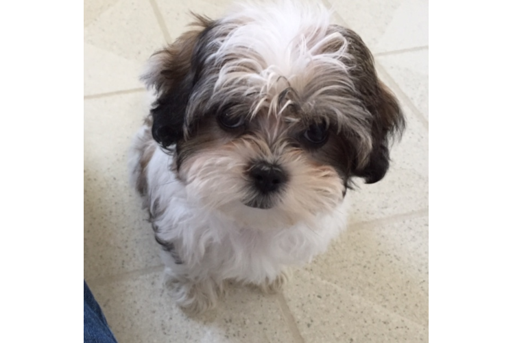 Teddy Bear Pup Being Cute