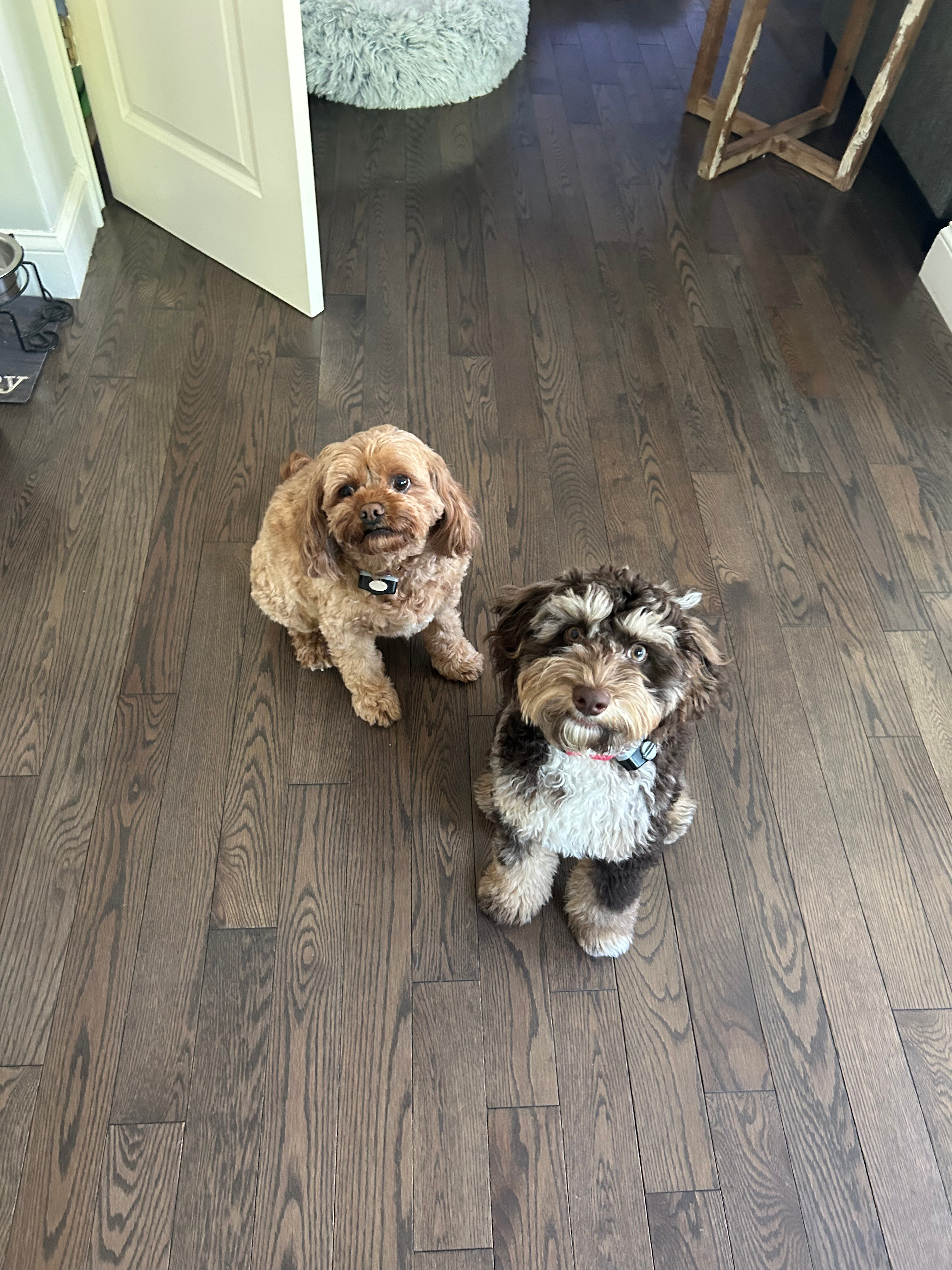 Cockapoo Pup Being Cute