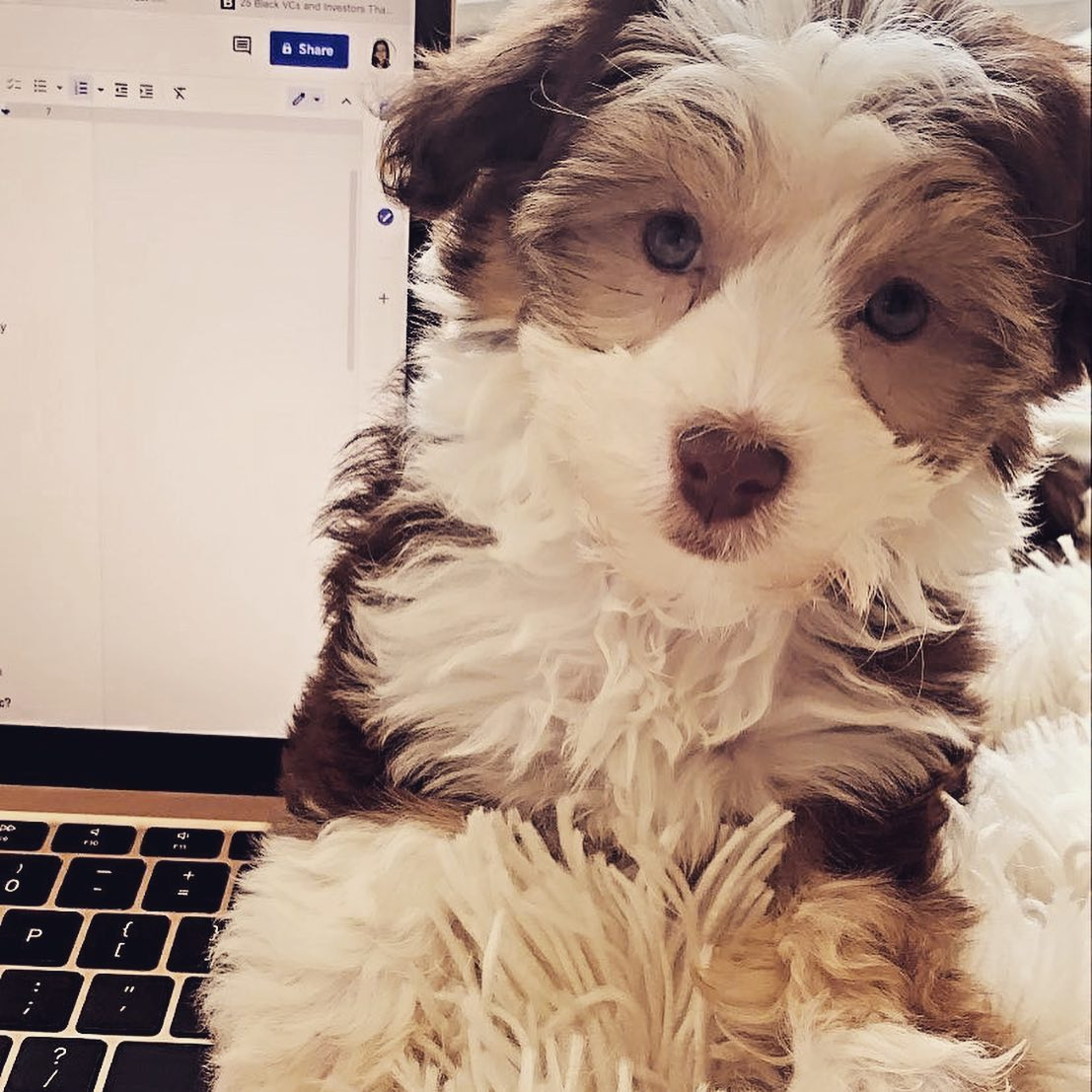 Little Havanese Purebred Pup