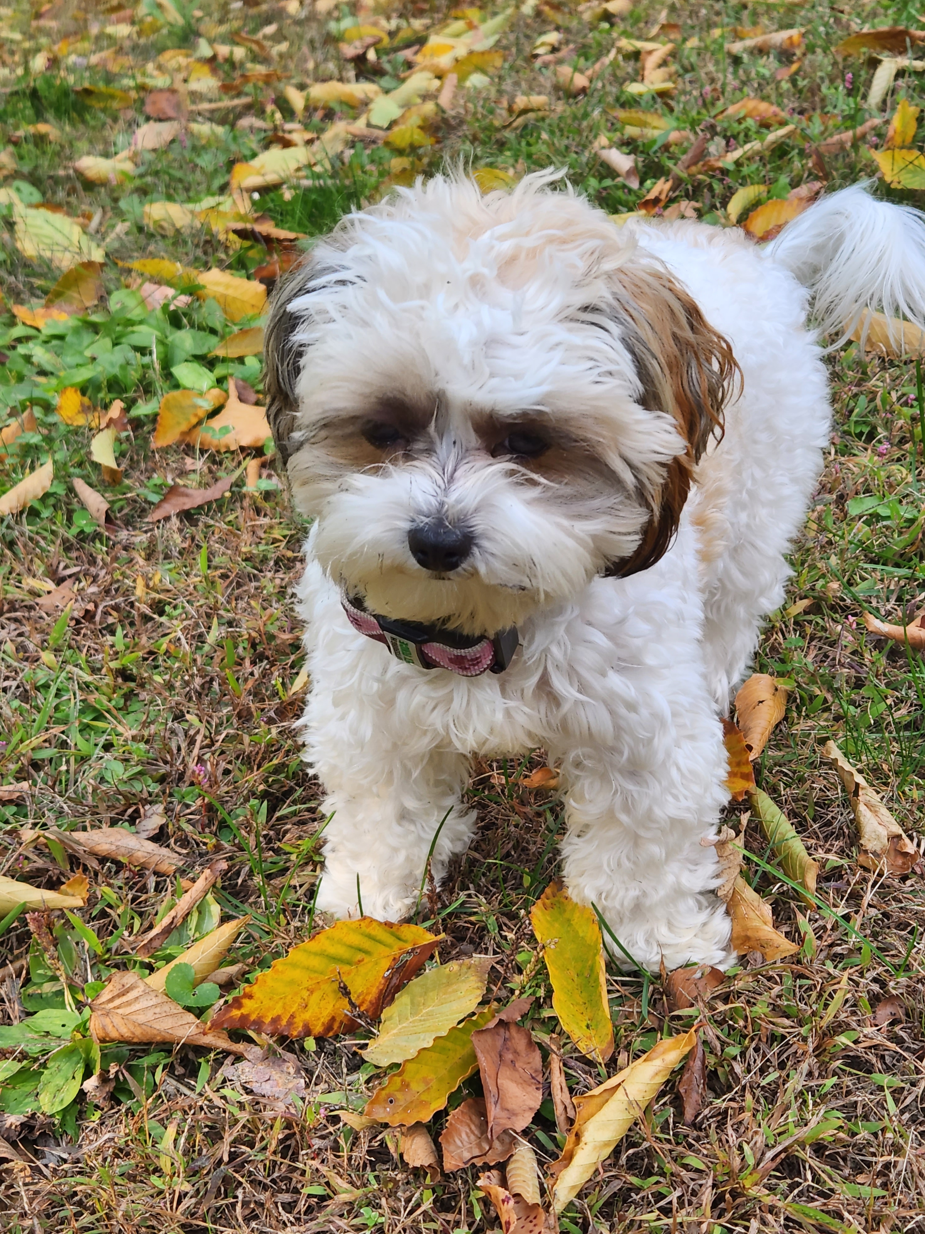 Small Shih Poo Baby