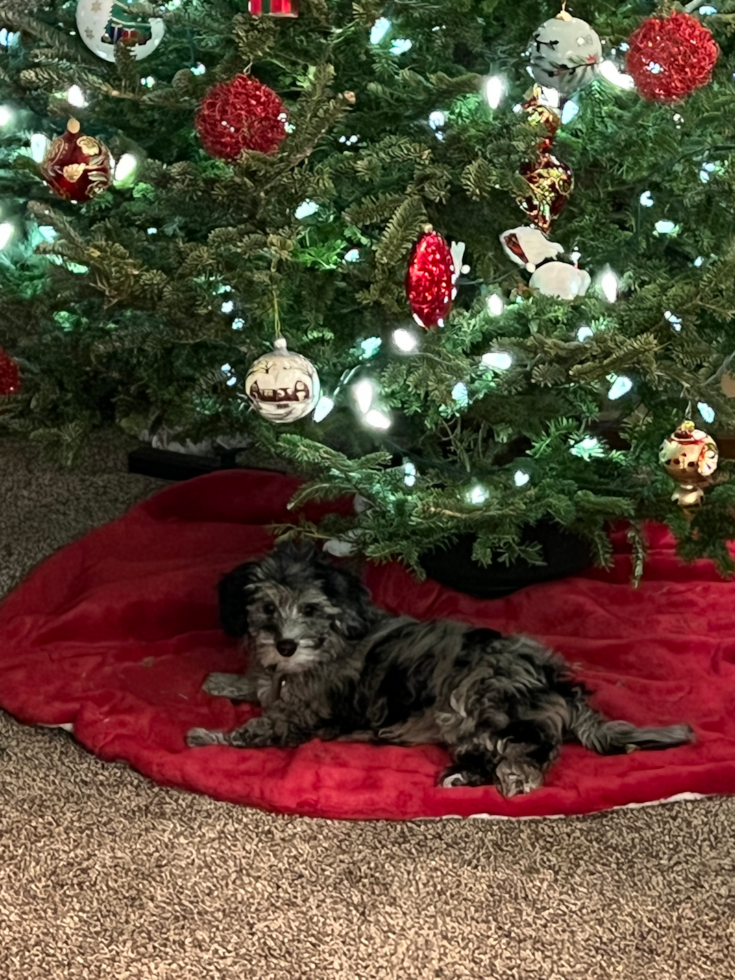 Happy Mini Portidoodle Pup