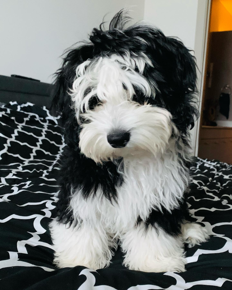 Fluffy Mini Sheepadoodle Poodle Mix Pup