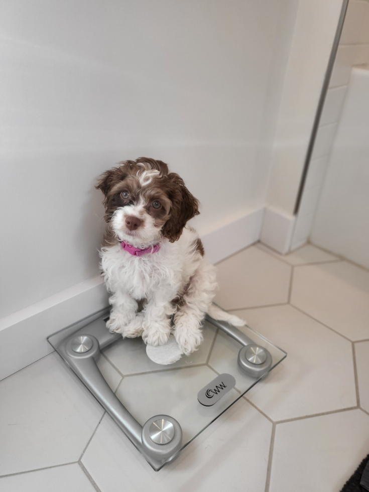 Cockapoo Pup