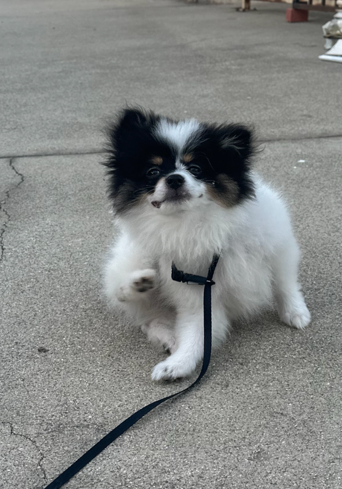 Adorable Pomeranian Pup in