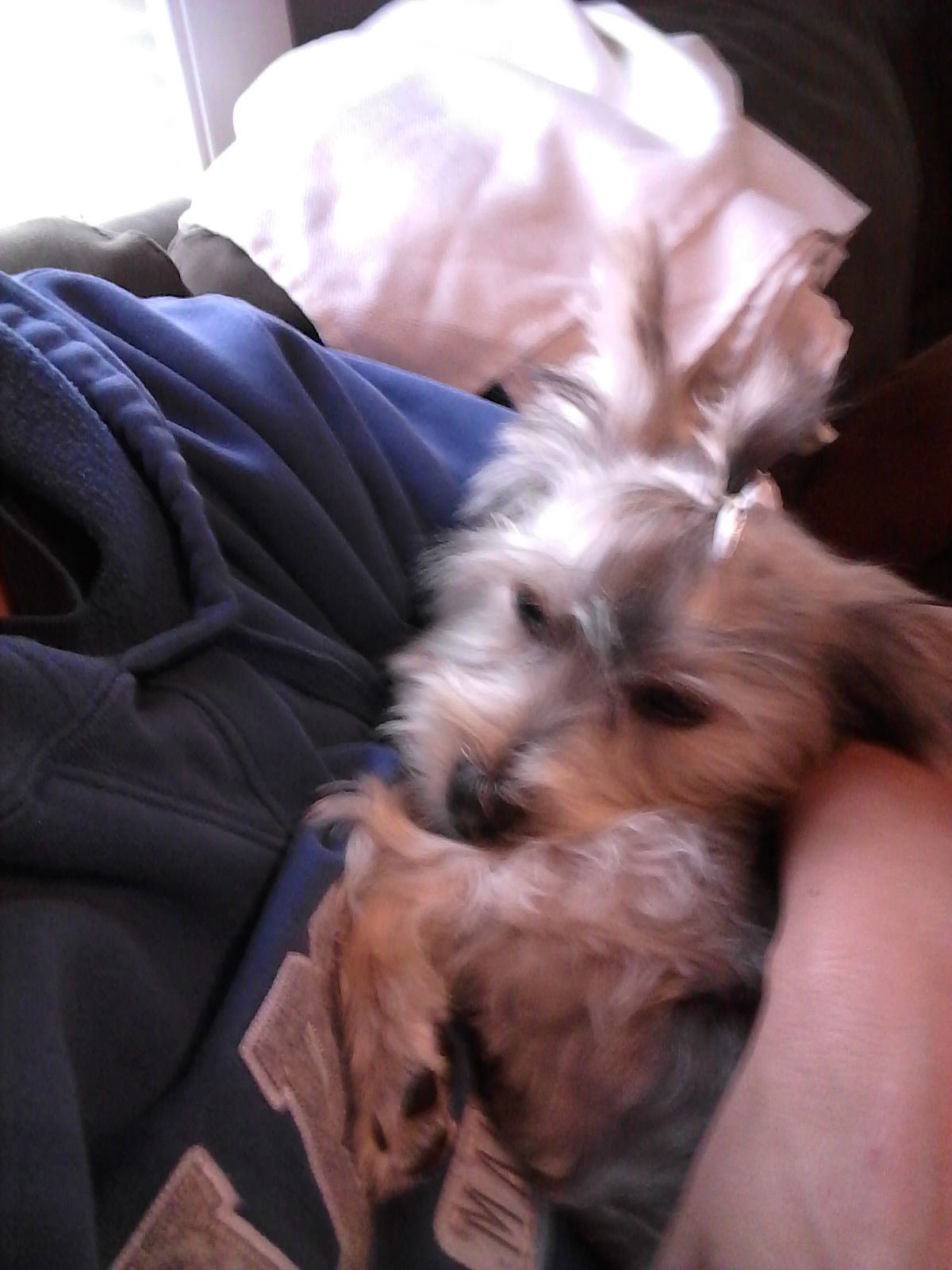 Morkie Pup Being Cute