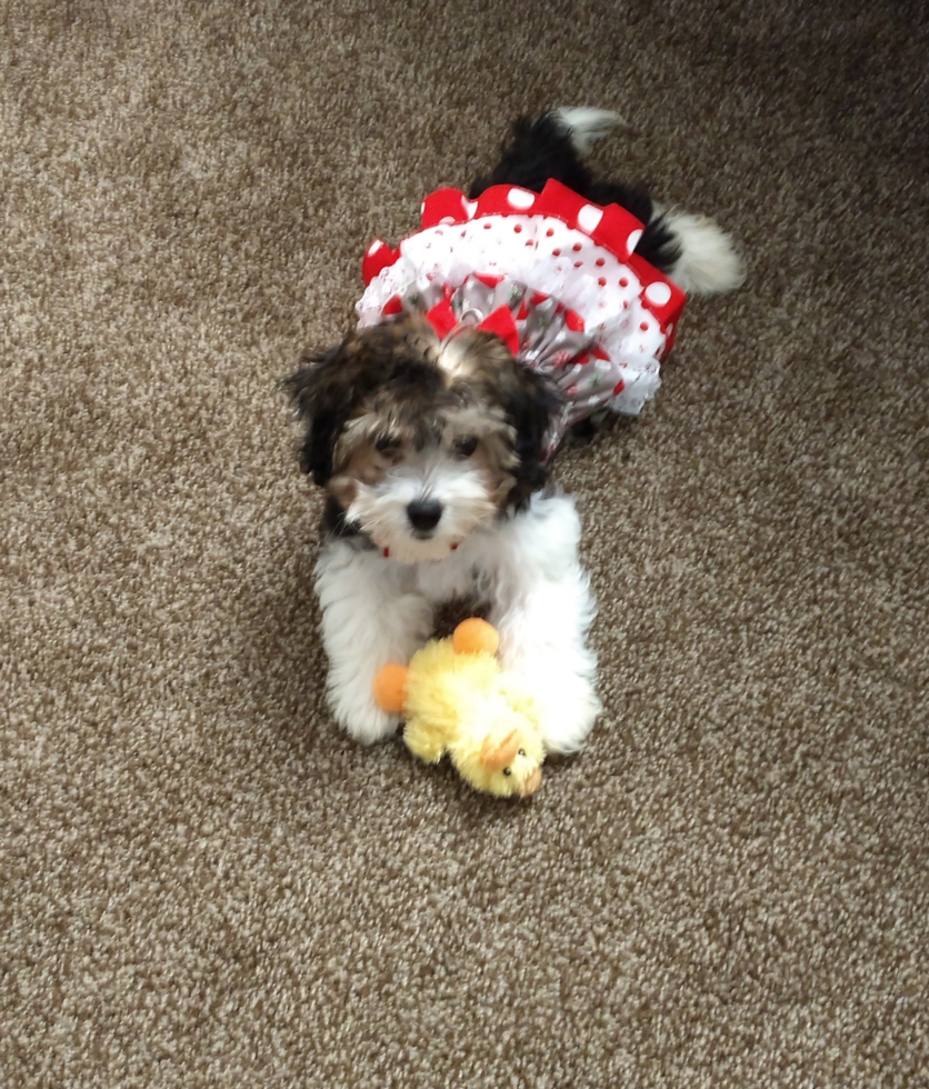 Small Havanese Purebred Pup