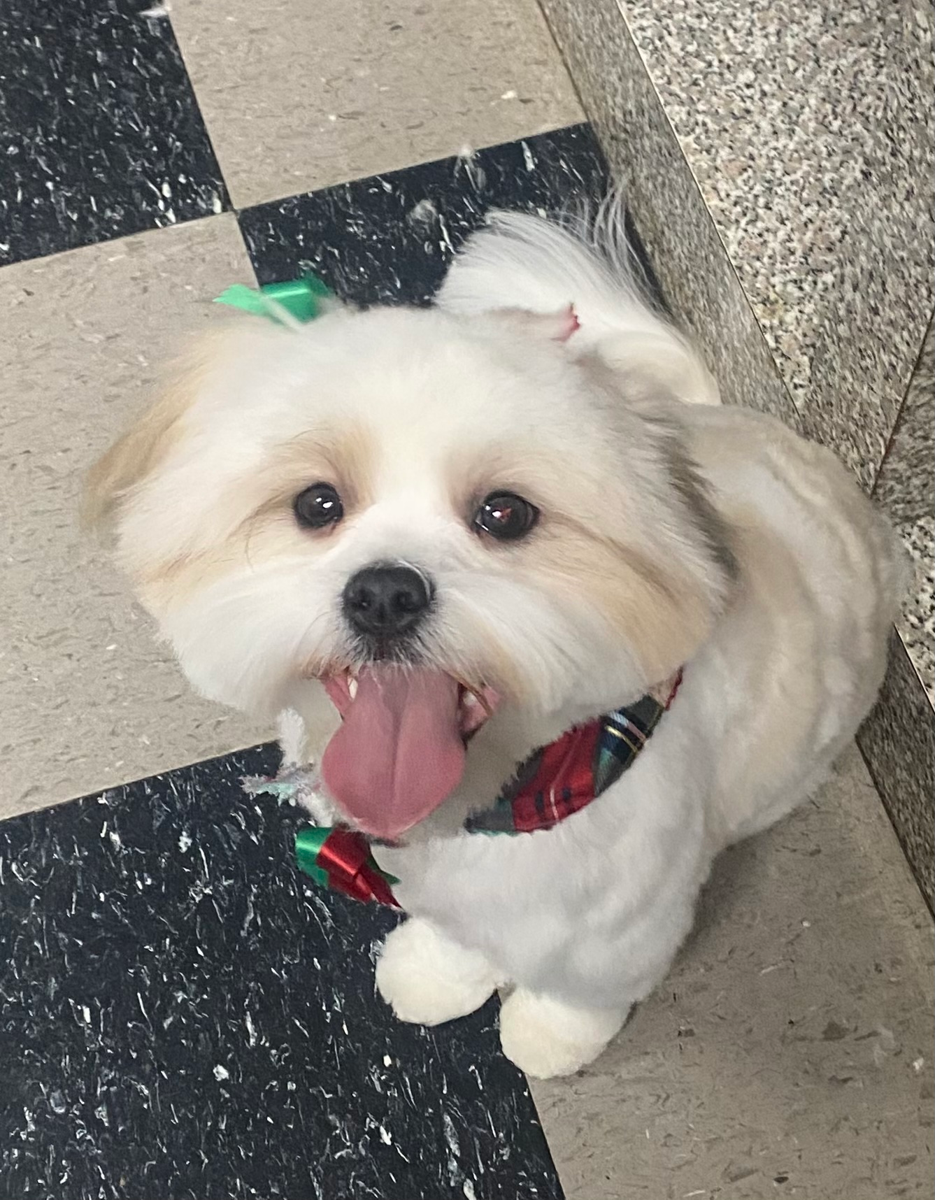 Funny Shih Poo Poodle Mix Pup