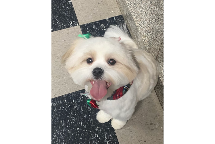 Funny Shih Poo Poodle Mix Pup