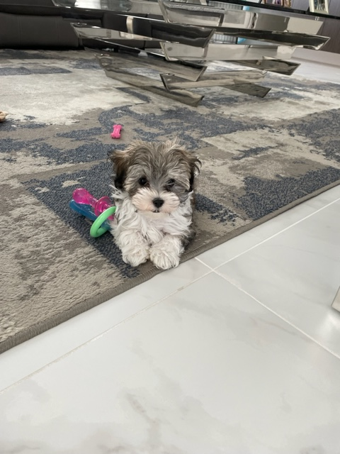 Funny Maltipoo Poodle Mix Pup