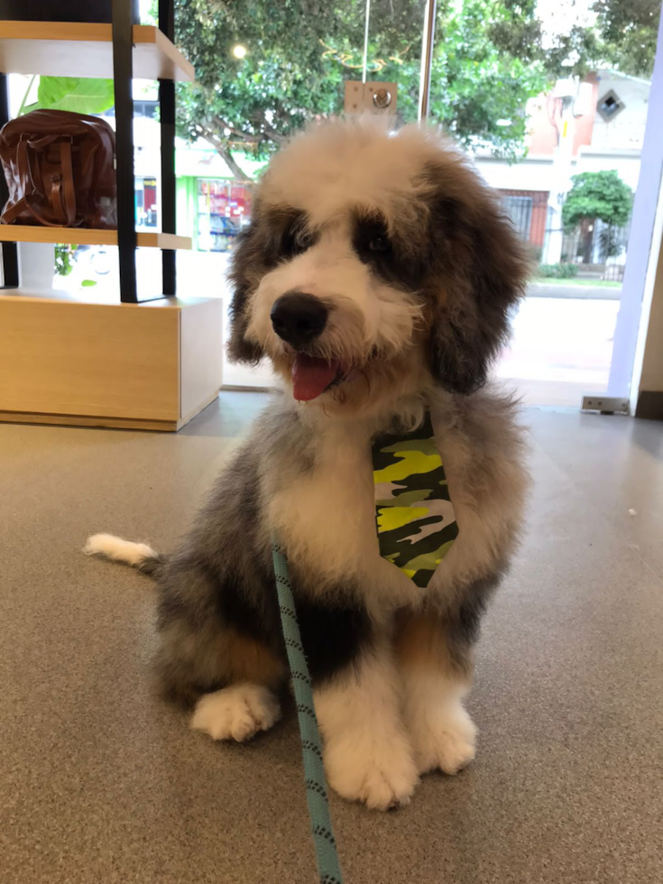 Happy Mini Bernedoodle Pup in