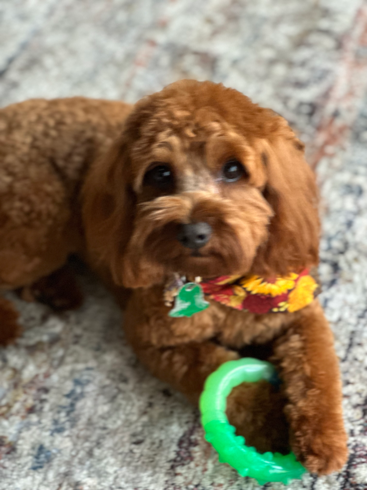 Fluffy Cavapoo Poodle Mix Pup