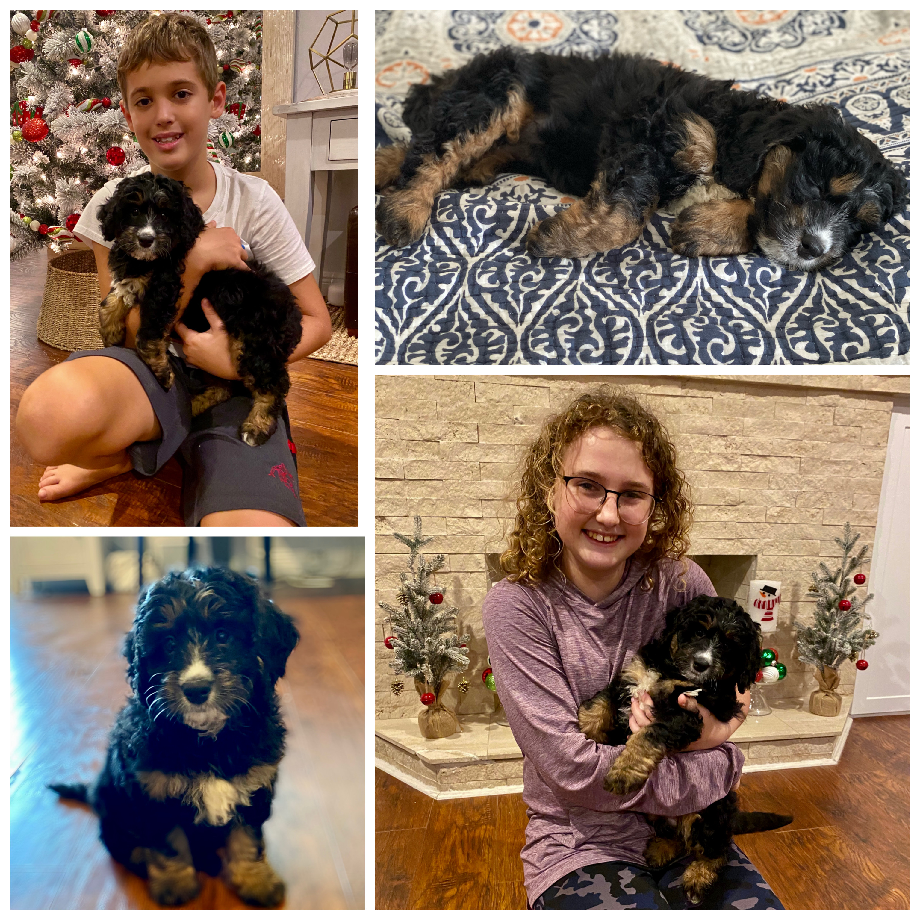 Mini Bernedoodle Pup Being Cute