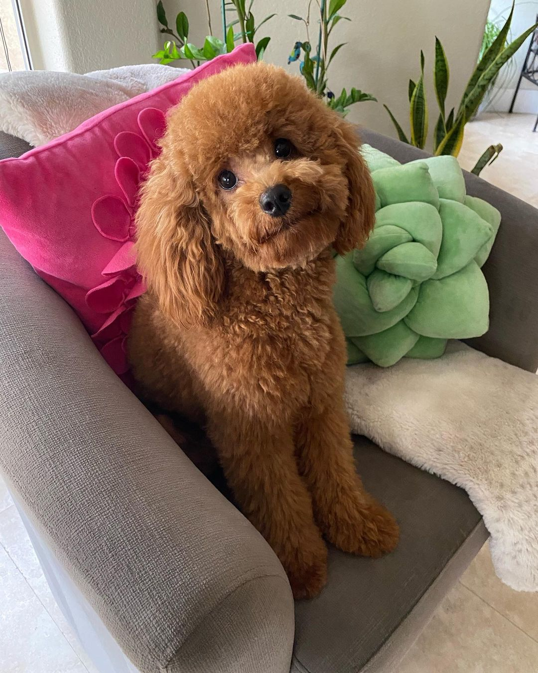 Best Cavapoo Baby