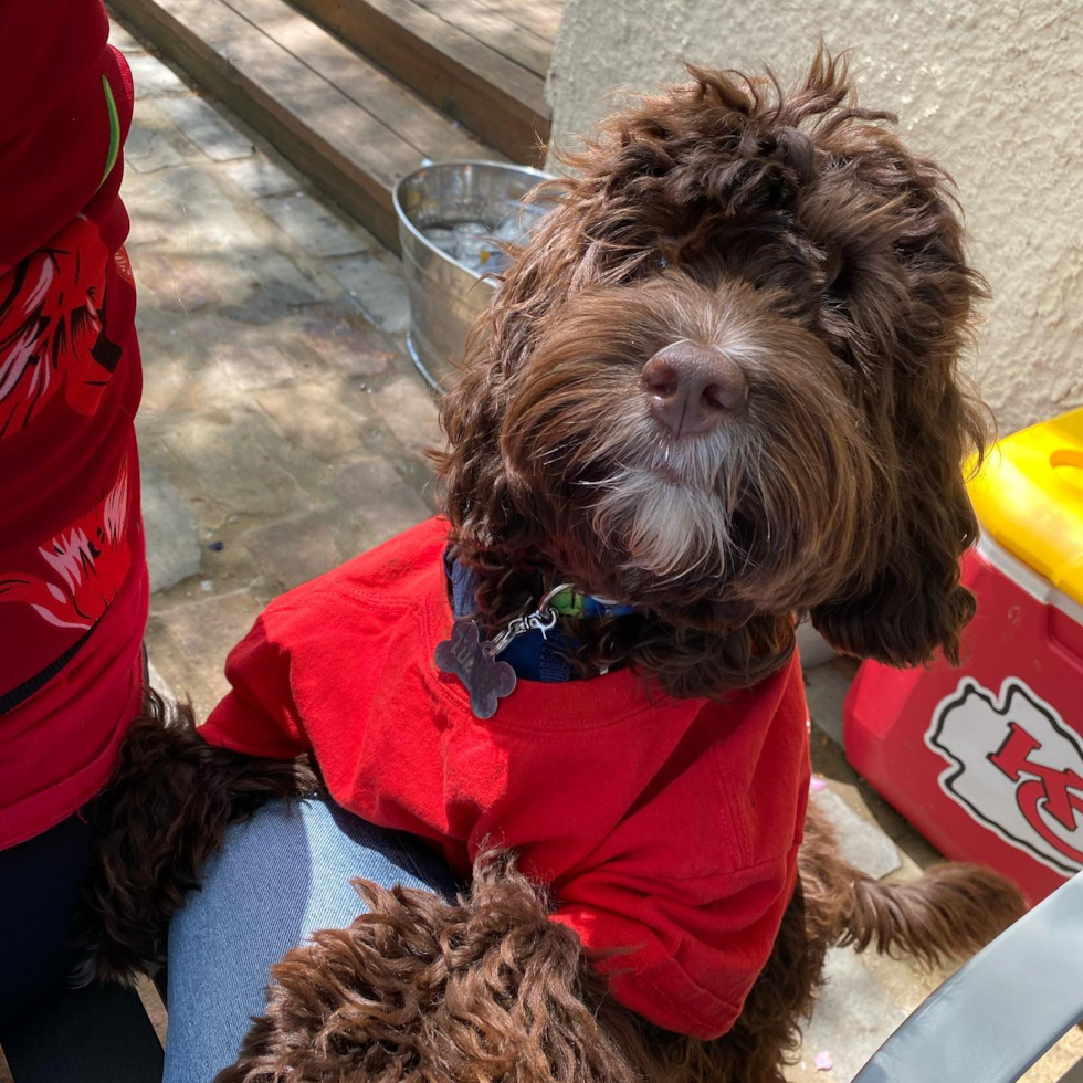 Energetic Cockerpoo Poodle Mix Pup