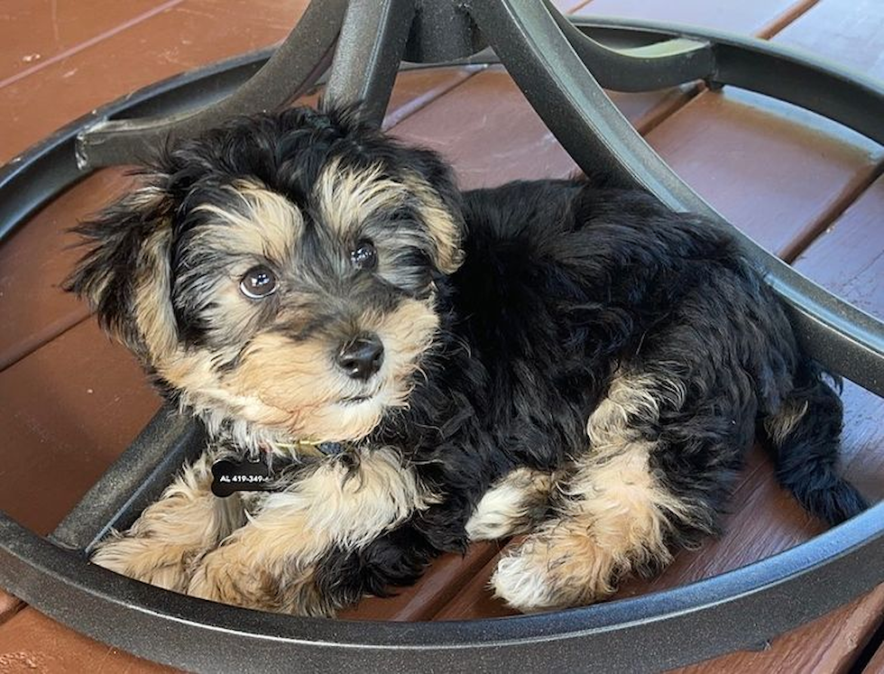 Holland Yorkie Chon Pup