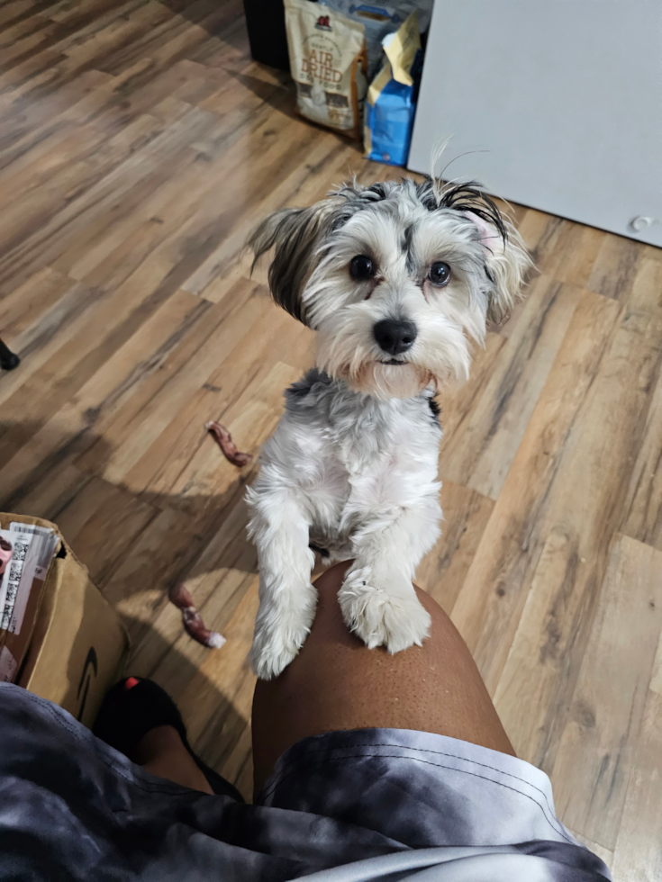 Yorkie Poo Being Cute