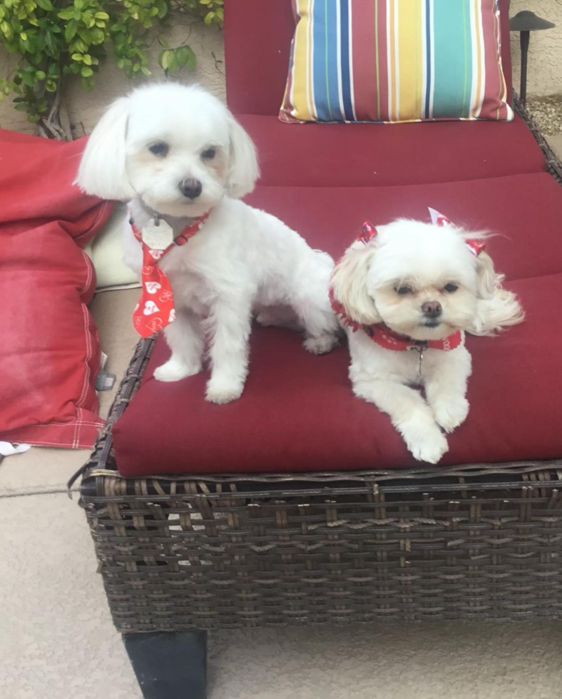 Las Vegas Maltese Pup