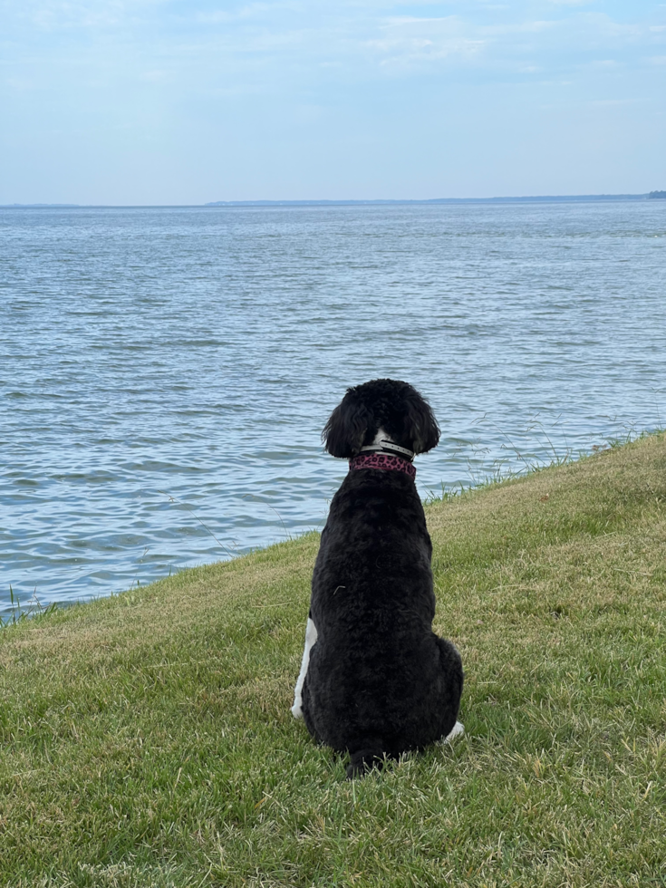 Smart Mini Bernedoodle Poodle Mix Pup
