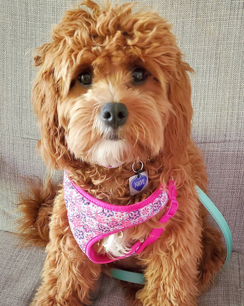 Friendly Cavapoo Pup in Saint Louis MO