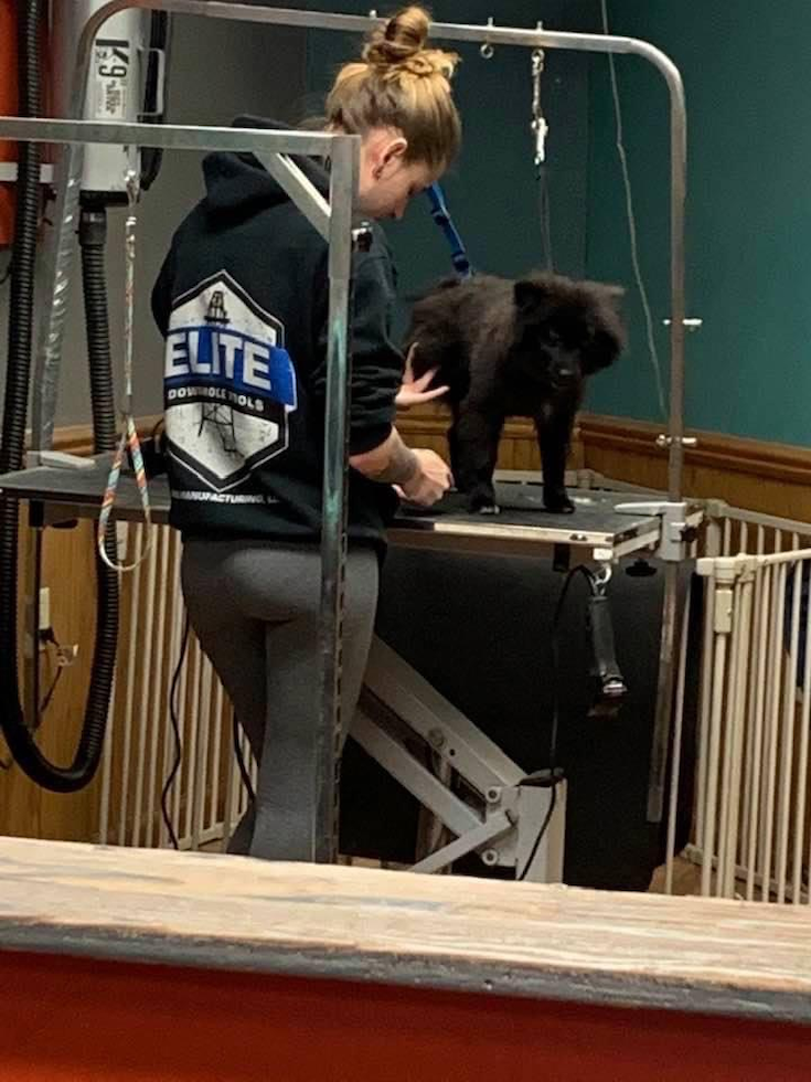 Little Pomeranian Pup