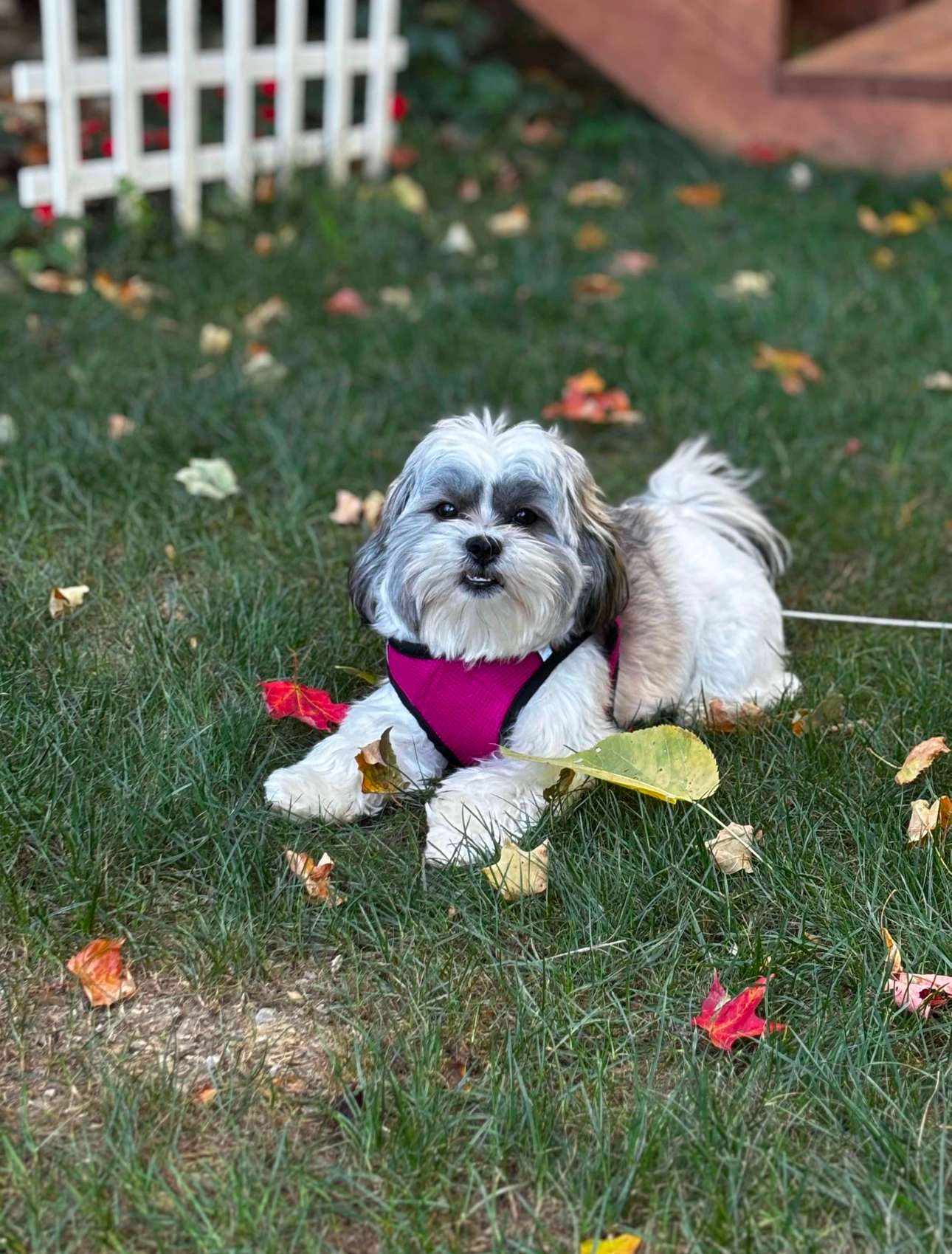 Playful Shitzu Designer Puppy