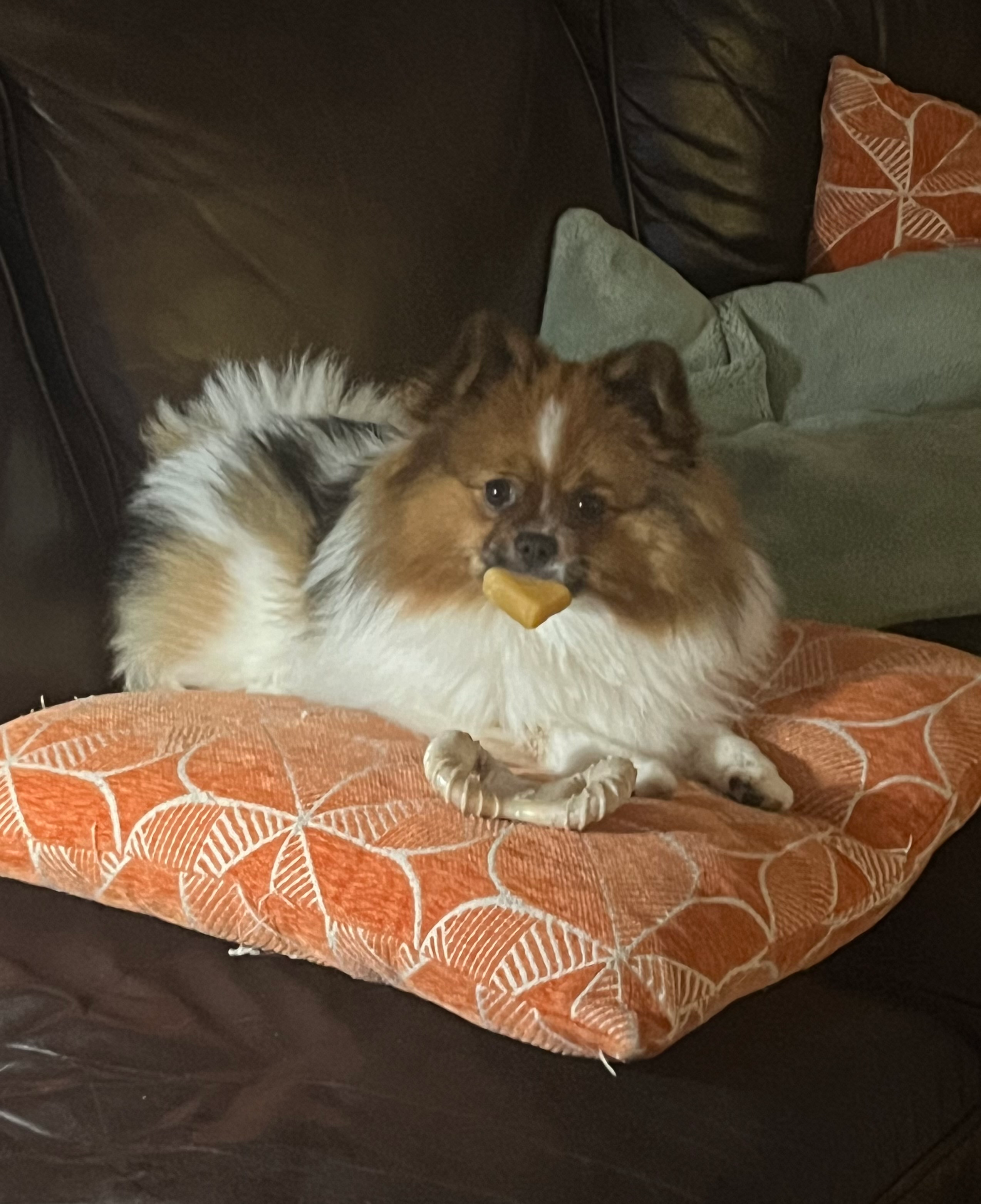Small Pomeranian Purebred Pup