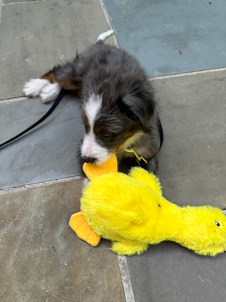 Mini Bernedoodle Pup
