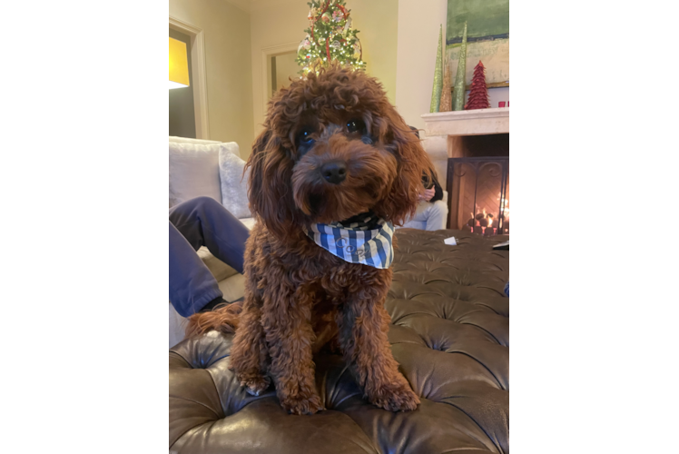 Small Cavapoo Baby