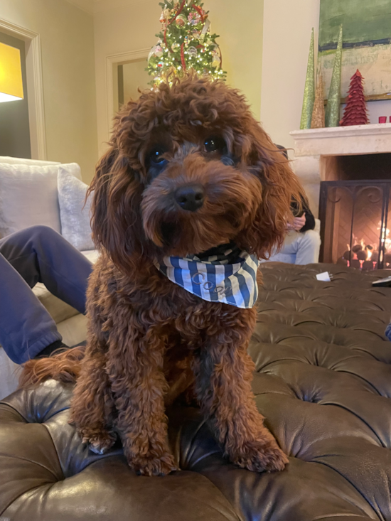 Happy Cavapoo Pup in