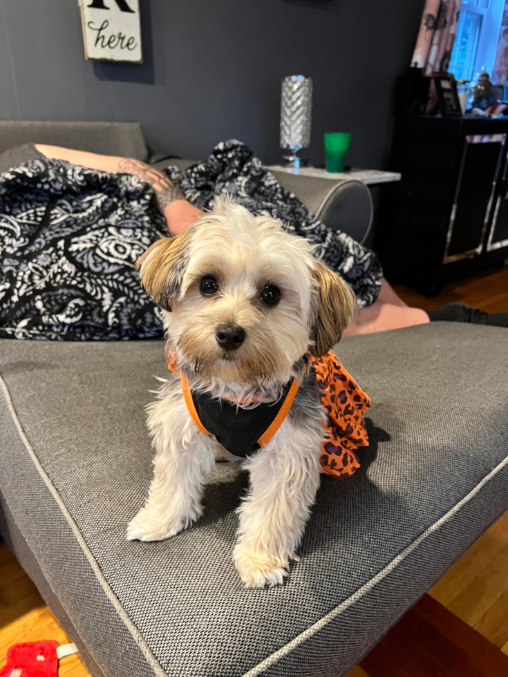 Adorable Yorkie Designer Pup
